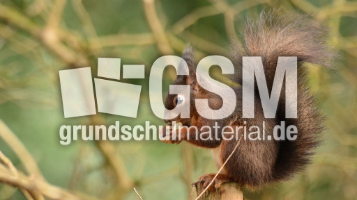 Eichhörnchen (21).jpg